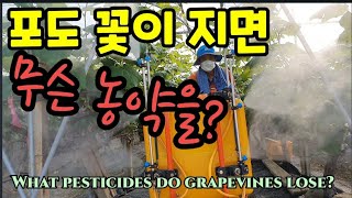 포도 꽃이 지면 무슨 농약을 치나? What pesticide do you use when grape flo…