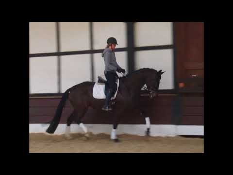 LINNEA  5j. v. Lemony's Nicket - Breitling VB 6.500,- Euro