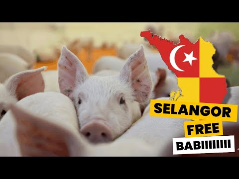 Selangor Free Babi