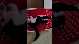 猫三匹の日常vlog 酷暑を寝てのりきる猫