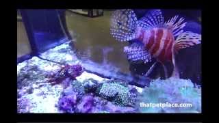 preview picture of video 'Lionfish & Scorpionfish Feeding Frenzy'