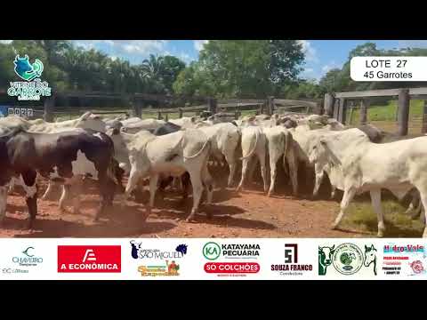 Lote 27 - 45 Garrotes - São Miguel do Araguaia-Goiás 