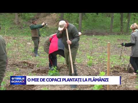O MIE DE COPACI PLANTAȚI LA FLAMANZI