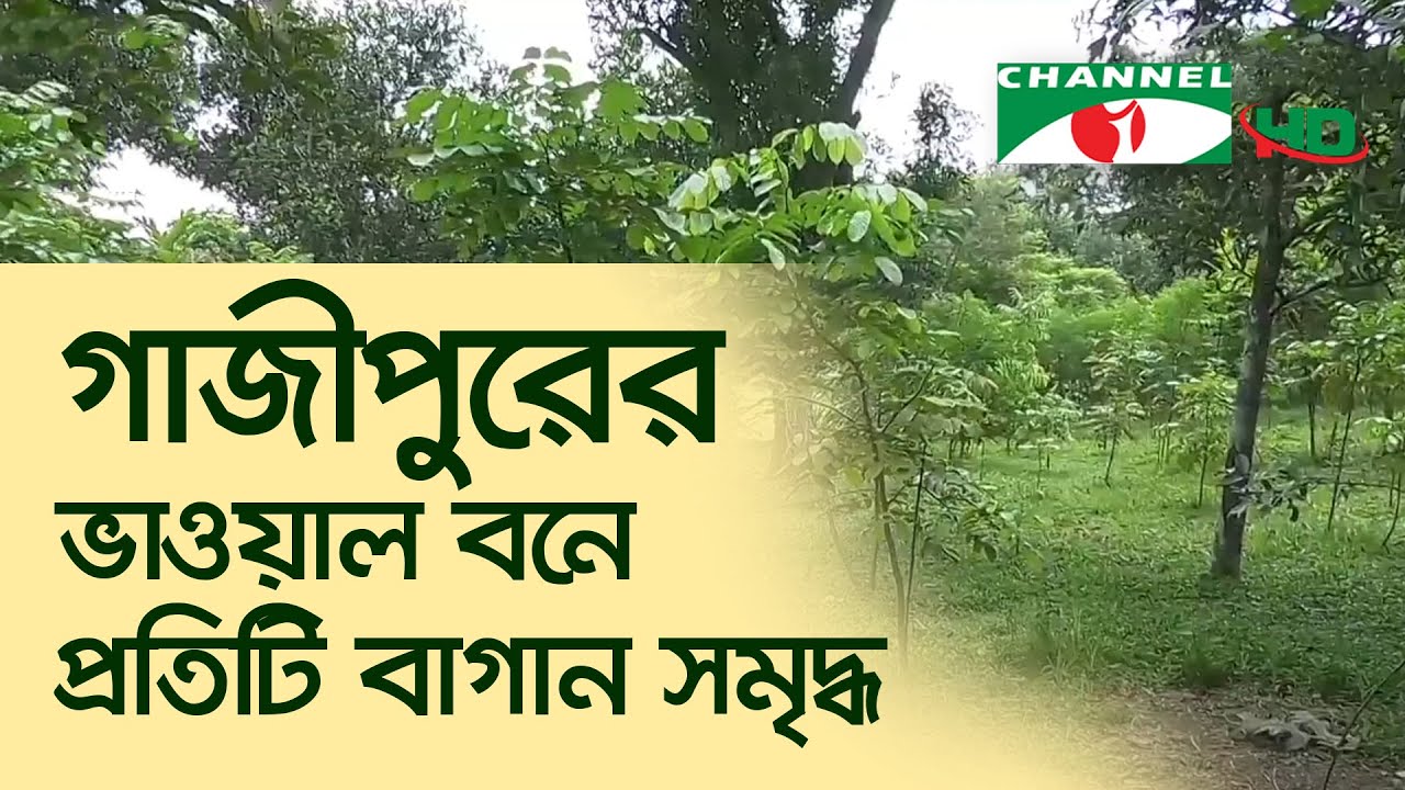 জলবায়ু পরিবর্তনে বন ও জীববৈচিত্র্য রক্ষায় চ্যালেঞ্জ মোকাবেলা করেছে বন বিভাগ