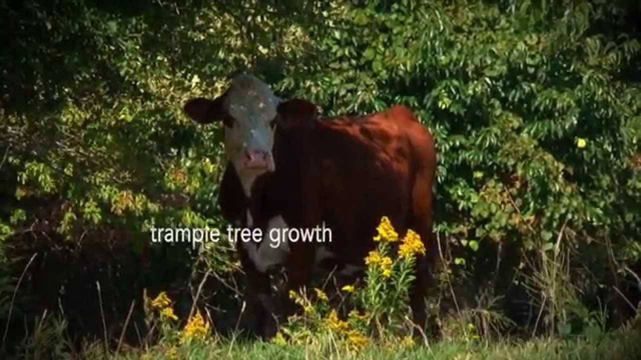 Water Matters STL: Livestock