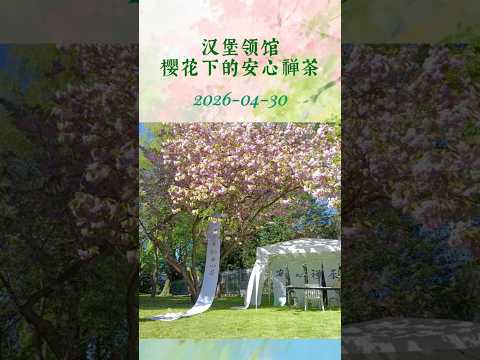  2026年4月30日 汉堡领馆樱花下的安心禅茶 