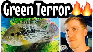 Green Terror Cichlid Care, Tank Mates, &amp; Feeding