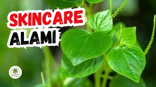 Download lagu CHINESE BETEL LEAVES FOR FACIAL MASK, NATURAL & HERBAL SKINCARE‼️🌱🍵👍 mp3