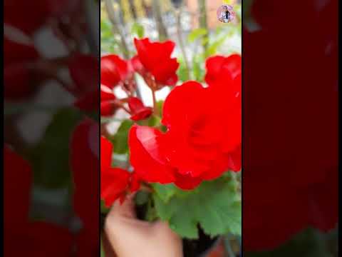 Pretty Flowers | Rizalyn Lutrania 🌻