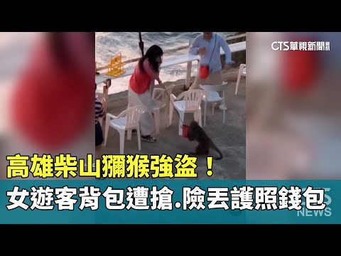 高雄柴山獼猴強盜！　女遊客背包遭搶　險丟護照錢包