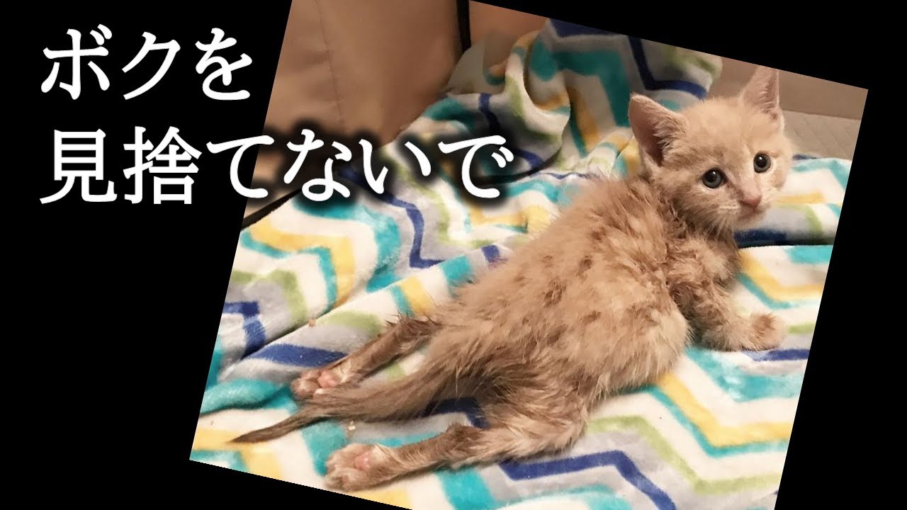 背骨が折れ様々な後遺症を抱え生きられるはずがないと診断された子猫。誰もがその命を諦めたが一人の女性だけは子猫の回復を信じていた。【猫にまつわる感動話】 #子猫 #感動 #animals #cat