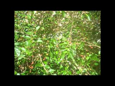 download lagu mp3 mp4 Can Iguanas Eat Blackberries, download lagu Can Iguanas Eat Blackberries gratis, unduh video klip Can Iguanas Eat Blackberries
