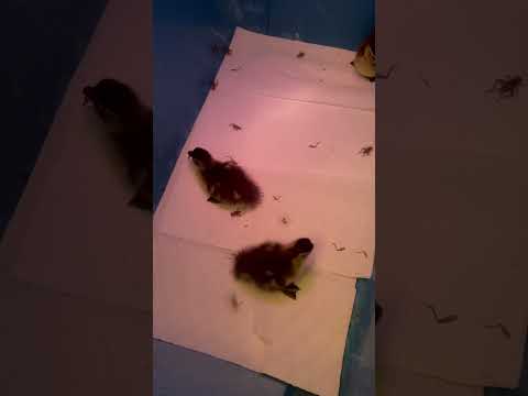 Baby Mandarin Ducks: Tips for Raising Healthy Young Quackers