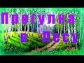 Прогулка по ЛЕСУ - Курс медитаций "Природа" 