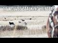 WOLVES At 40 YARDS INSANE HOWLING