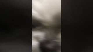 パルの動画