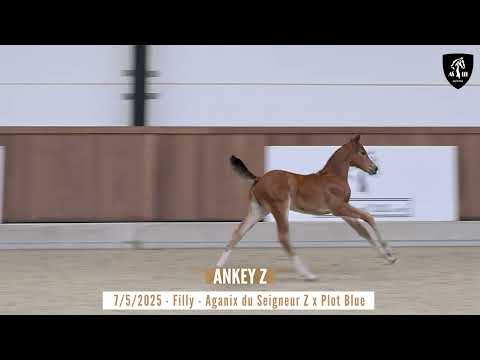 ANKEY Z