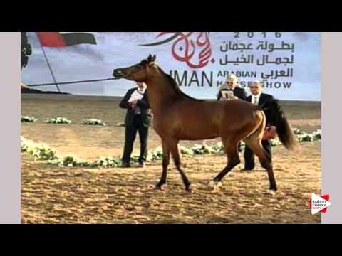 N.212 S.S. ANJUM - Ajman 2016 - Colts 3 years old (Class 9)