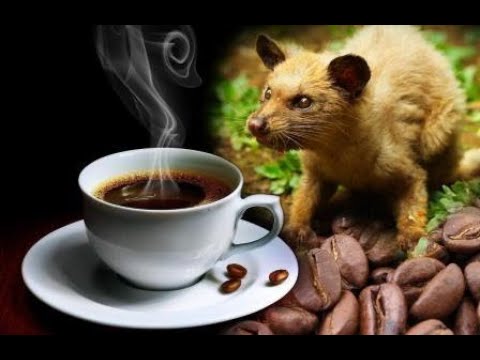KOPI LUWAK I TRYING THE MOST EXPENSIVE COFFEE IN THE WORLD I MADE FROM POOP I Abby Abdullah