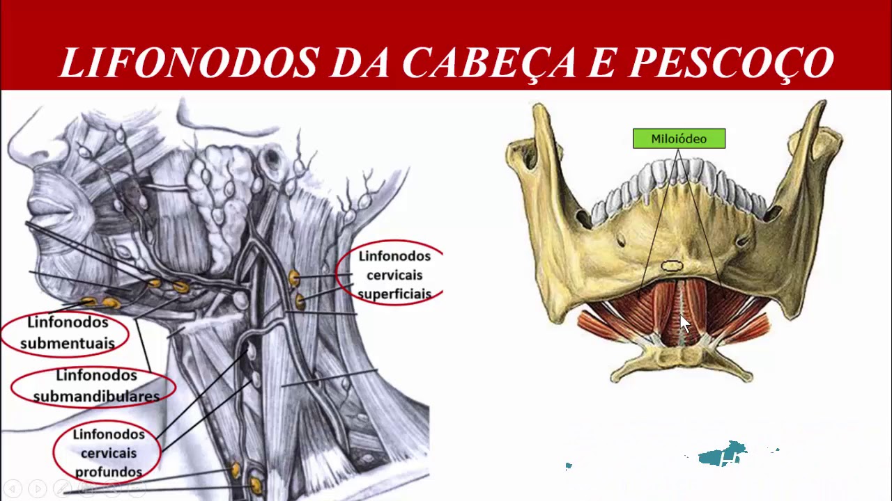 Sistema linfático: Drenagem linfática da cabeça e pescoço