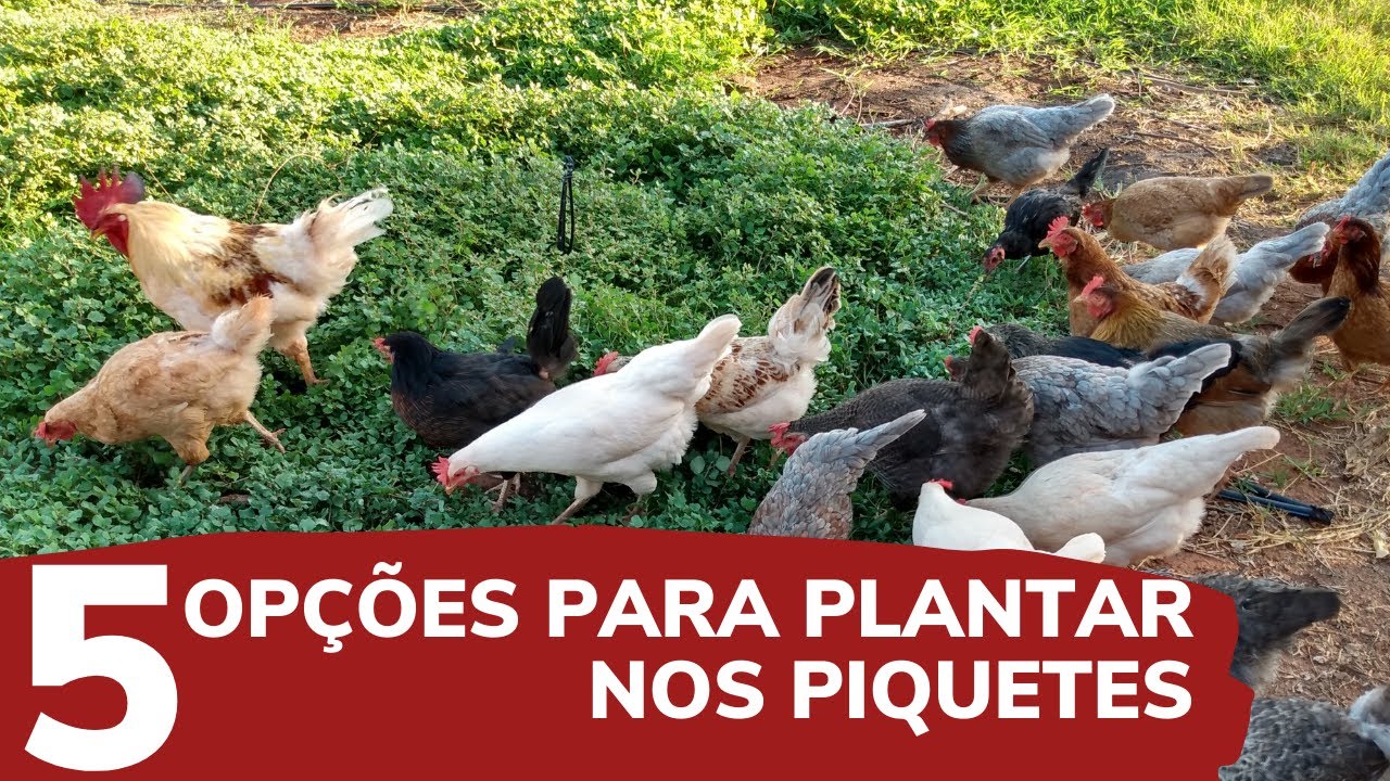 5 Opções de PLANTAS para os PIQUETES das GALINHAS