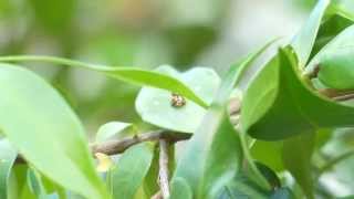 Look A Little Closer