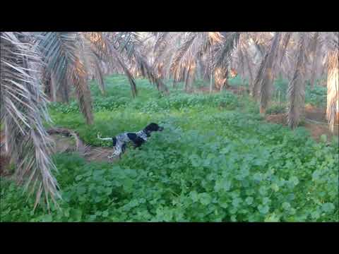 Hunting Quails in Jordan with German Shorthaired Pointer