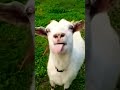 Funny Goat Shortvideo Reels Video