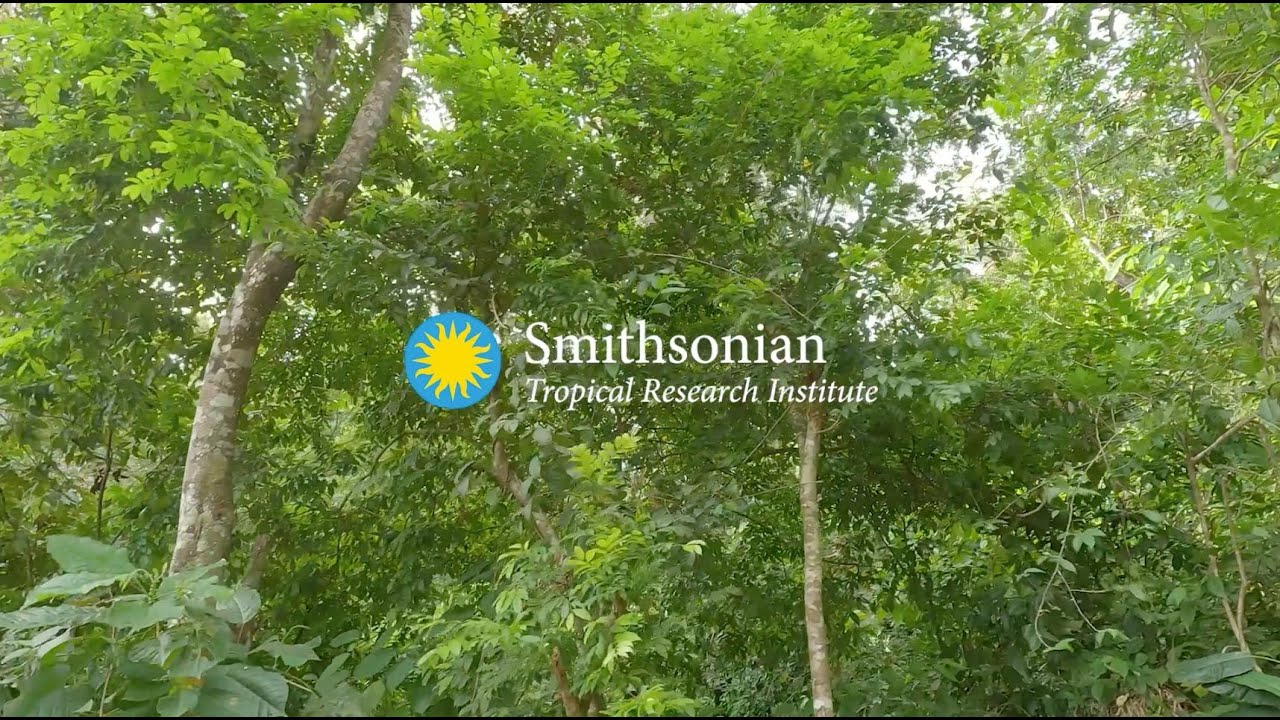 Smithsonian Tropical Research Institute (Subtítulos en Español)