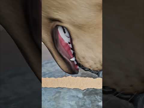 لماذا يفضّل كلبك 