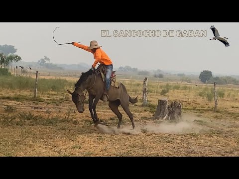EL SANCOCHO DE GABAN- Jesús Daniel Quintero- El Tigrito De Matanegra