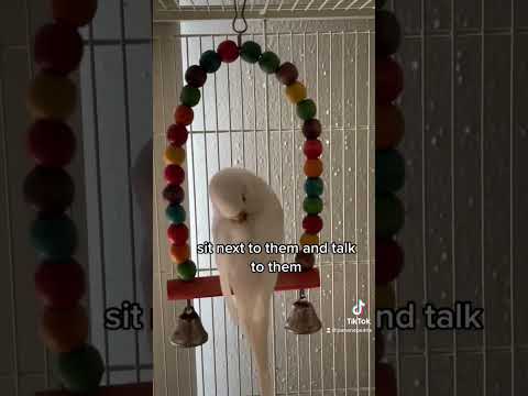 How to gain your budgies trust #birds #parrot #budgie #parakeet #tamedbirds #budgies #parrots #love