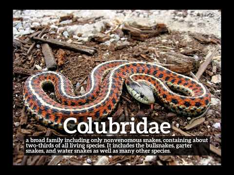 What is Colubridae? | How Does Colubridae Look? | How to Say Colubridae in English?