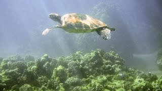 Fixing Color in Underwater Photos with Photoshop