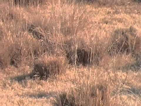 Mohib Banda mardan dog huntting part 07