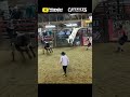 Bull rider gets more than he bargained for. 🫣 #shorts