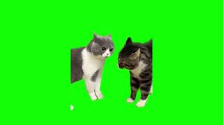 Cats screaming green screen