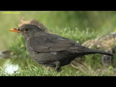 MIRLO COMÚN | BLACKBIRD | Turdus merula