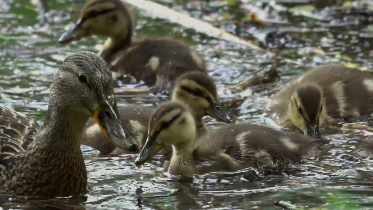Balázs Gergely - A Dunavirág Mentőakció / Operation Mayfly trailer