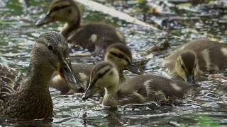 Balázs Gergely - A Dunavirág Mentőakció / Operation Mayfly trailer