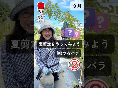 つるバラ「ジャスミナ」 植物