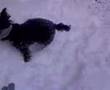 Elmo Snow I