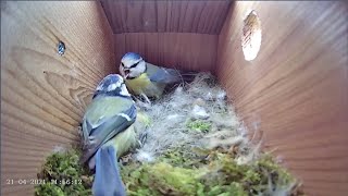 Download Lagu 21st April 2021 - Blue tit nest box live camera highlights Thumbnail