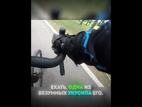 Байкер СПАС ⚠️этого пёсика⚠️☠️в лесу от сородичей! 💥🚨🔥 #авто #байкер #мото