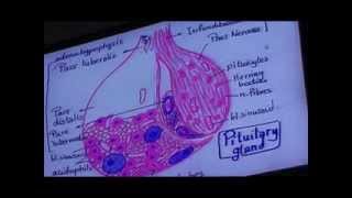 Dr Gihan Adenohypophysis & Pineal Body 25-11-2013