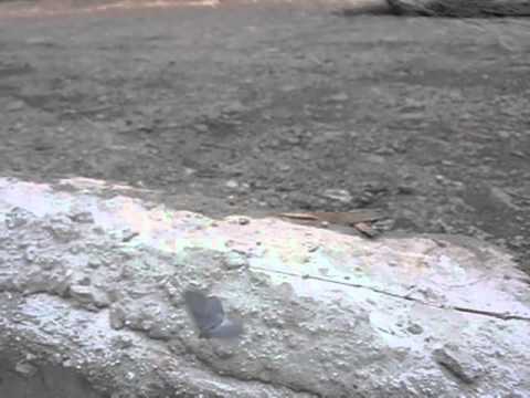 スギタニルリシジミ