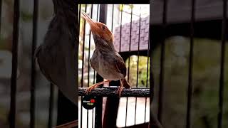 Download lagu Prenjak Betina Ngetirr Panjang #Prenjak #Prenjakbetina #PrenjakBetinaGacor mp3 Download lagu Prenjak Betina Ngetirr Panjang #Prenjak #Prenjakbetina #PrenjakBetinaGacor mp3