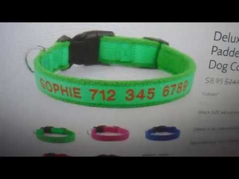download lagu mp3 mp4 Dog Collar With Phone Number, download lagu Dog Collar With Phone Number gratis, unduh video klip Dog Collar With Phone Number
