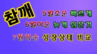 [텃밭농부.704]  5월초순.  6월하순에 심은 참깨의 성장비교 #참깨재배