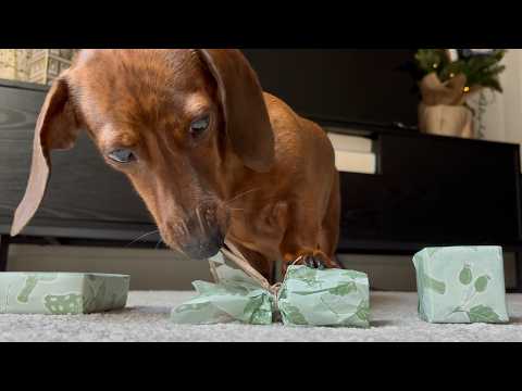 Mini dachshund's Christmas day trial run!